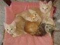Ruby, Rufus, Ronja und Rocky1